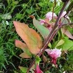 Clarkia unguiculata Blatt