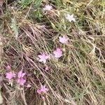 Centaurium littorale Kwiat