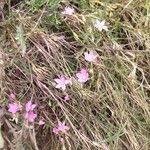 Centaurium littorale 花