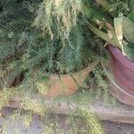 Asparagus officinalis Φύλλο