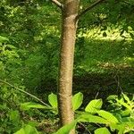 Tapiscia sinensis Bark