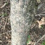 Pinus muricata 樹皮