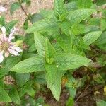 Monarda bradburiana Blad