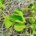 Echites umbellatus Feuille