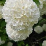 Viburnum macrocephalum 花