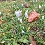 Galanthus plicatus ᱛᱟᱦᱮᱸ