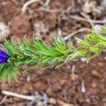 Echium plantagineumFlor