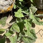 Cucumis prophetarum Leaf