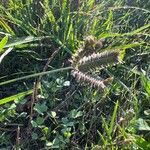 Eleusine tristachya 花