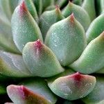 Echeveria colorata List