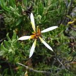 Mutisia ledifolia Flower