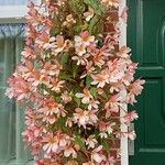 Begonia boliviensis Flower