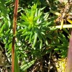 Galium verum Blatt