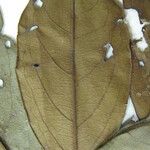 Terminalia grandis 其他