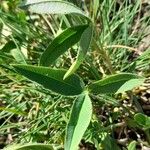 Trifolium montanum Leaf