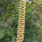 Digitalis ferruginea (Blüte)