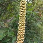 Digitalis ferruginea Flor