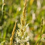 Trisetaria panicea Blomma