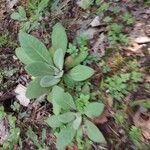 Verbascum phlomoidesLeht