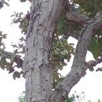 Curatella americana Rusca