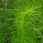 Eupatorium capillifolium 葉