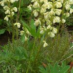 Pedicularis contorta Hábito