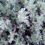 Artemisia glacialis List