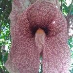 Aristolochia gigantea Flor