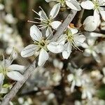 Prunus spinosa Fiore