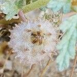 Neurada procumbens Fruit