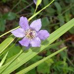 Alophia silvestris Flower