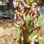 Dactylorhiza elata Vrucht