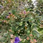 Tibouchina urvilleana Hábito