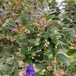 Tibouchina urvilleana 整株植物