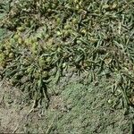 Ephedra frustillata Flor