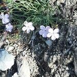 Dianthus gyspergerae Kvet