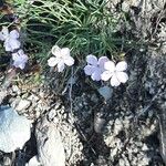 Dianthus gyspergerae Flor