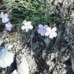 Dianthus gyspergerae Кветка