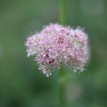 Mutellina adonidifolia 花