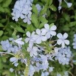 Plumbago europaea Blodyn