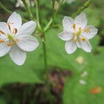 Diphylleia cymosa Квітка