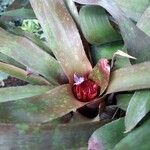 Neoregelia farinosa Flors