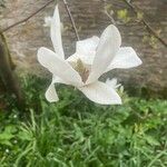 Magnolia salicifolia Květ