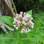 Asclepias syriacaBloem