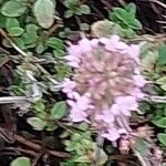Thymus pulegioides Virág