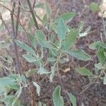 Salvia apiana Blatt