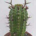Euphorbia mammillaris ഇല