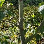 Acer davidii Écorce