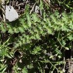 Pedicularis pyrenaica Leaf