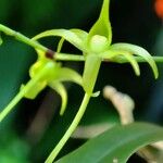 Angraecum calceolus Blüte